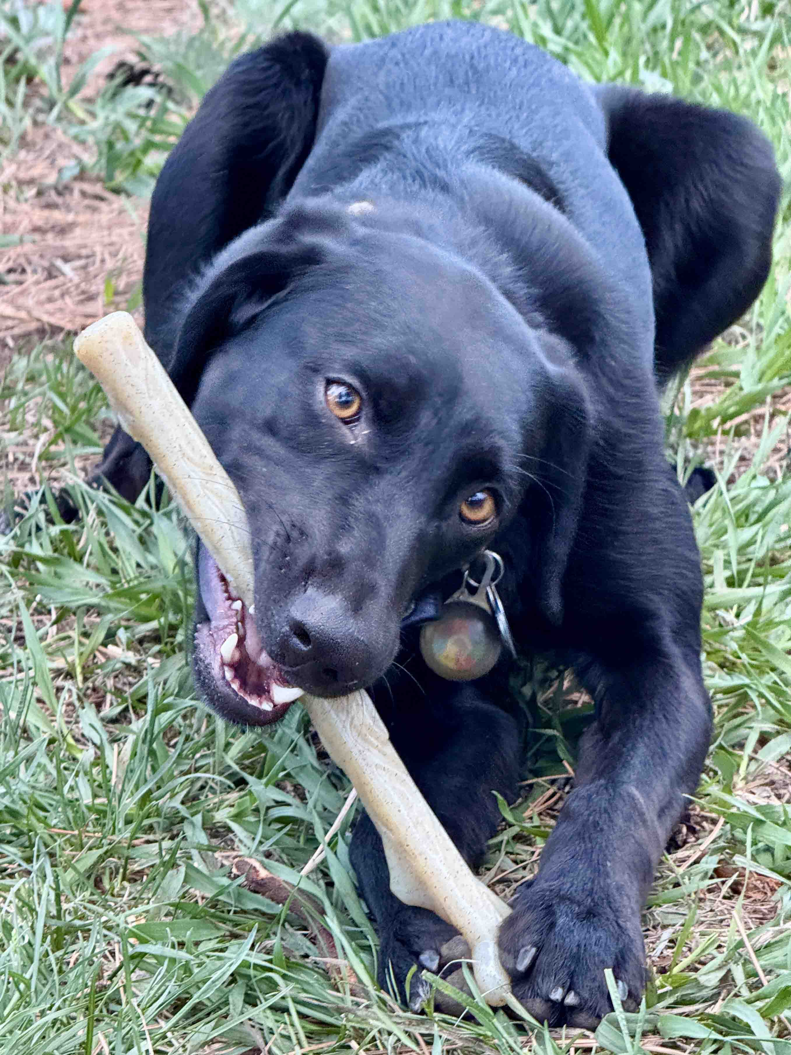 Durable Nylon Chew Stick for Power Chewers | Indestructible Dog Toy USA