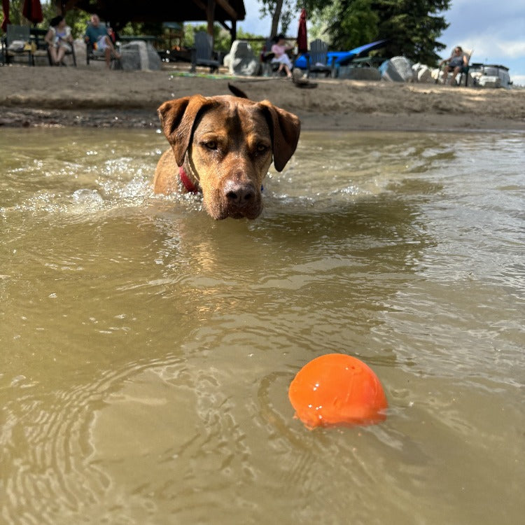 Squeak Ball - Durable Squeaky Dog Toy, Floats, Chew Toy | USA Made